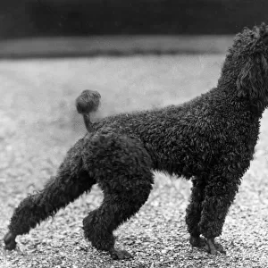 FALL / STANDARD POODLE / 40