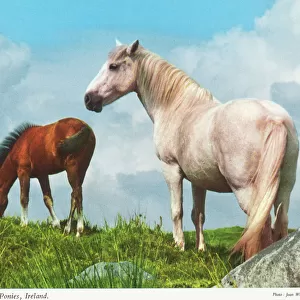 The Famous Connemara Ponies, Republic of Ireland