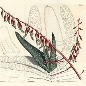 Fan aloe, Aloe plicatilis