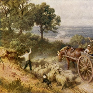 Farm Cart and Sheep