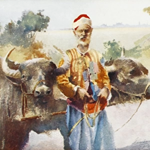 Farmer with Water Buffalo - Turkey