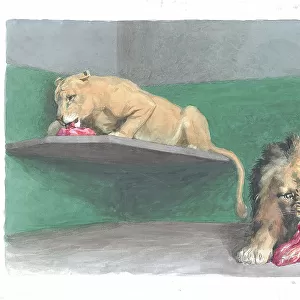 Feeding Time at the Zoo, the lions at London Zoo