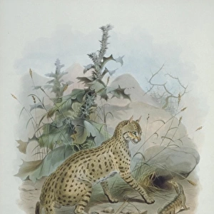 Felis silvestris ornata, Asian steppe wildcat