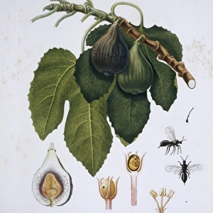 Ficus carica, fig tree