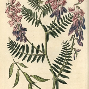 Fine-leaved vetch, Vicia tenuifolia