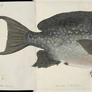 Fish illustration by Robert Neill