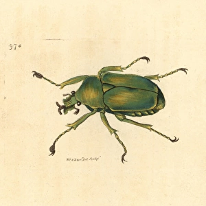 Flower chafer (scarab beetle), Dicronorrhina micans