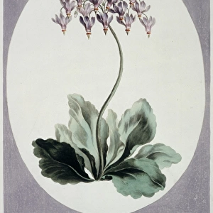 Folio 57 from A Collection of Flowers by John Edwards