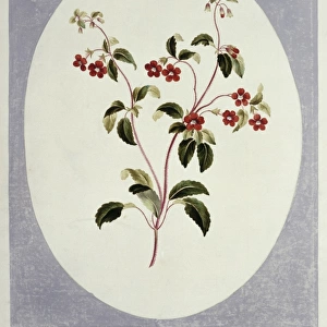 Folio 66 from A Collection of Flowers by John Edwards