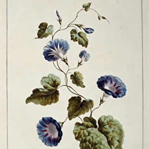 Folio 9 from A Collection of Flowers by John Edwards