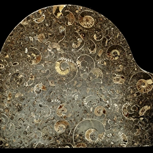Fossil ammonites used as memorial stone