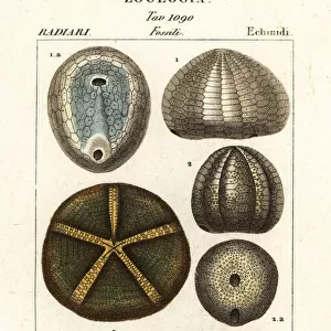 Fossils of extinct sea urchins