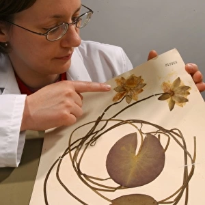Fran Kern with herbarium specimen
