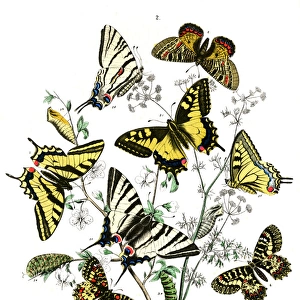 Frontispiece, Papilionidae