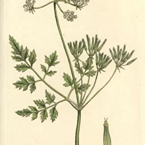 Garden chervil, Anthriscus cerefolium