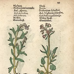 Garden cress, Lepidium sativum, and creeping