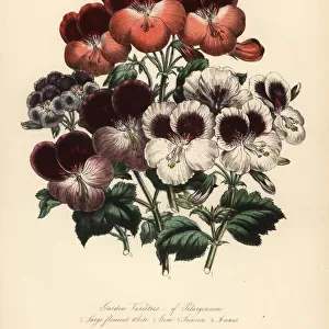 Garden varieties of Pelargoniums: large flowered
