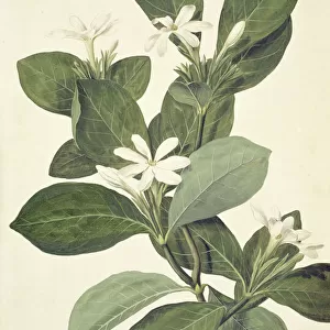 Gardenia taitensis, Tahitian gardenia