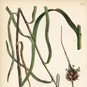 Garlic, Allium sativum