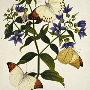 Gentiana sp. blue gentian