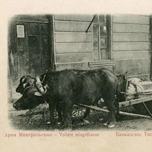 Georgia - Buffalo-pulled wagon - Abkhazia
