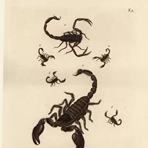 Giant forest scorpion, Heterometrus indus