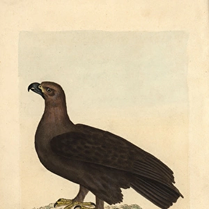 Golden eagle, Falco chryseatos, Aquila chryseatos