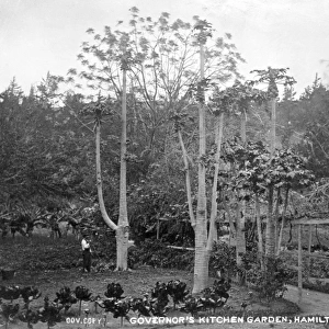 The Governors Kitchen Garden, Bermuda 1873