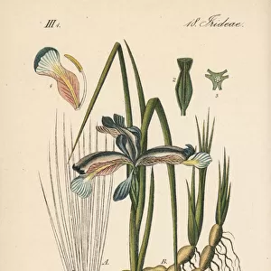 Grass-leaved flag, Iris graminea