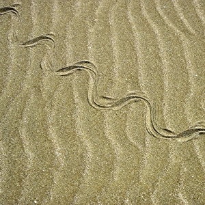 Grass Snake - tracks in sand dunes - desert