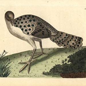Gray peacock-pheasant, Polyplectron bicalcaratum