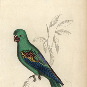 Great-billed parrot, Tanygnathus megalorynchos