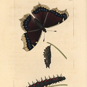 Great Camberwell or mourning cloak butterfly