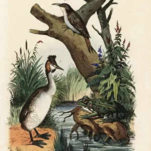 Great crested grebe, green frog and treecreeper