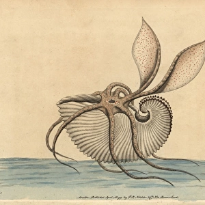 Greater argonaut octopus, Argonauto argo