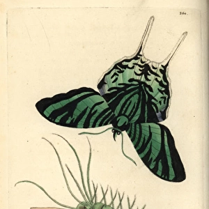 Green-banded urania, Urania leilus, butterfly
