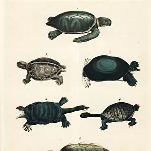 Green sea turtle, loggerhead turtle, soft-shelled