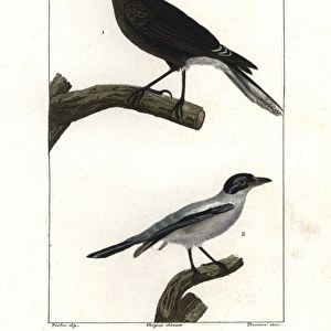 Grey currawong, Strepera versicolor, and black-tailed