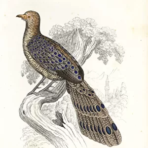 Grey peacock-pheasant, Polyplectron bicalcaratum