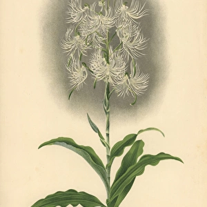 Habenaria medusa, Krzl, orchid