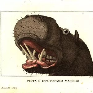Head of a male hippopotamus, Hippopotamus amphibius