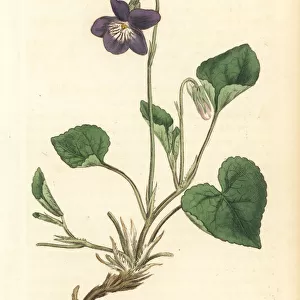 Heath dog violet, Viola canina