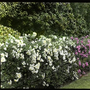Hedge of roses