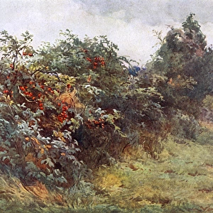 Hedgerow with Berries