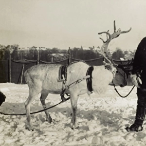 Helsinki, Finland - Father, son and reindeer