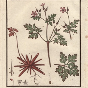 Herb Robert, Geranium robertianum