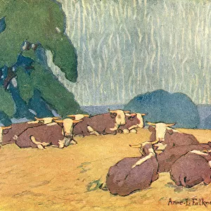 A Herd Of Herefords
