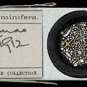 Heron- Allen microscope slides of foraminifera