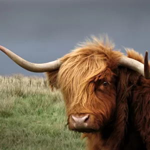 A Highland cow, Scotland