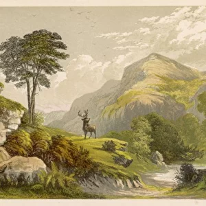 Highland Moors with Stag